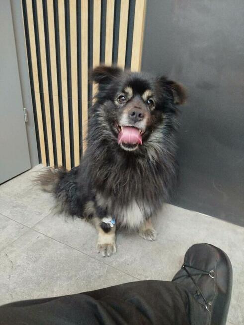 Kochany przyjacielski Gacuś poleca się do adopcji