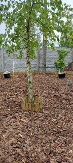 kora sosnowa, kamienie