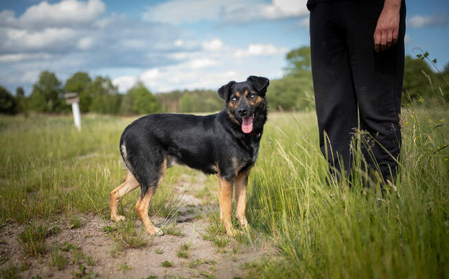 Gucio - młody, niekonfliktowy, wychowany psiak!