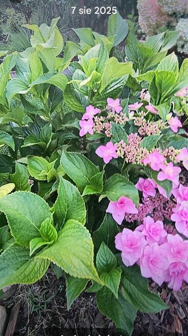 Sprzedam prawa do dzialki