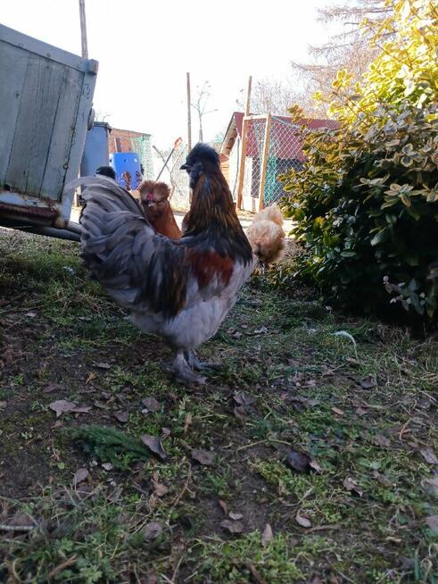 Sprzedam koguty rasy Silka