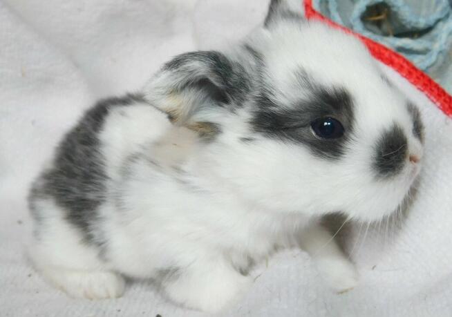 Baranki białe z ciemną obwódką wokół oczu