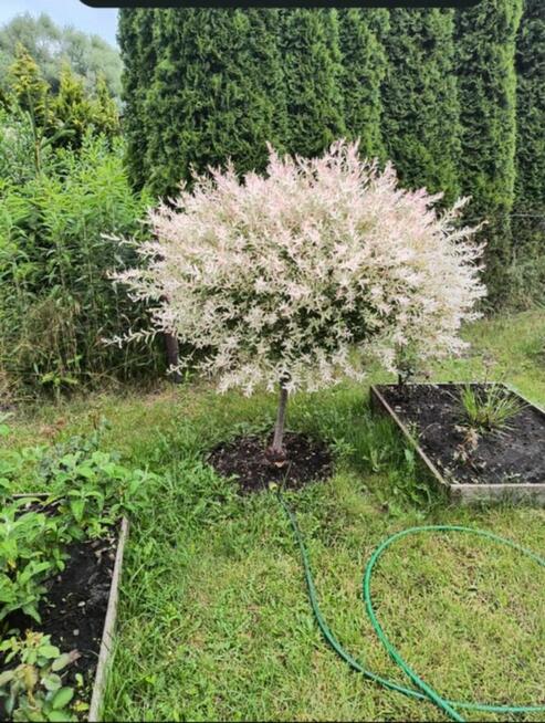 Sprzedam prawa do dzialki