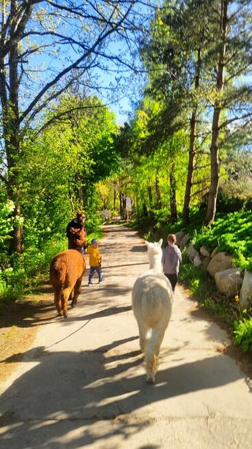 Domek na Kaszubach, wypoczynek wśród alpak i osiołków