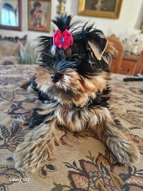 york yorkshire terrier rodowód ZKwP FCI