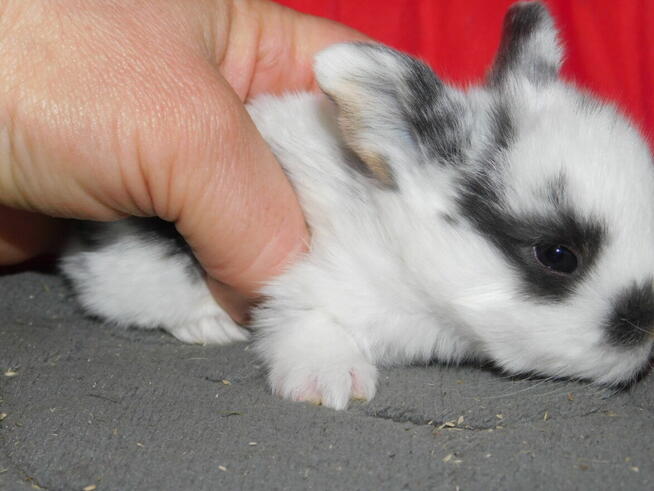 Baranki białe z ciemną obwódką wokół oczu