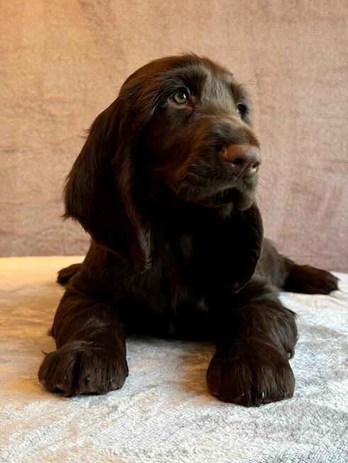 Field spaniel