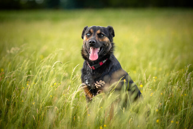Gucio - młody, niekonfliktowy, wychowany psiak!