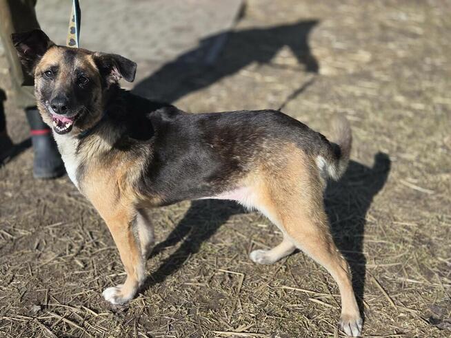 Kulka szuka domu schronisko Zgierz -aktualne