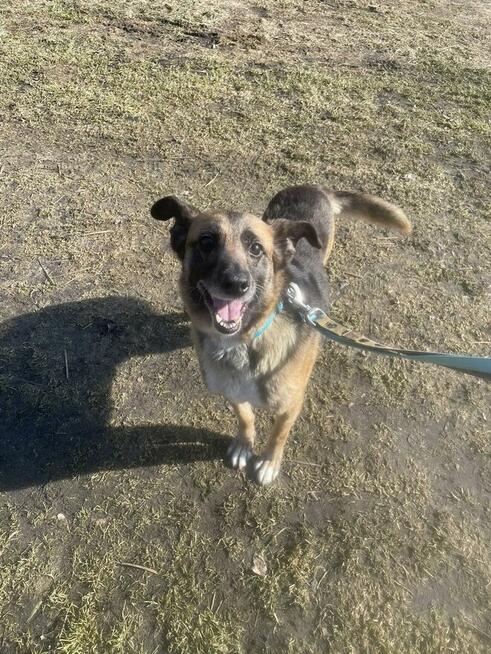 Kulka szuka domu schronisko Zgierz -aktualne