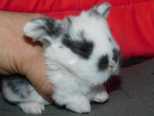 Baranki białe z ciemną obwódką wokół oczu