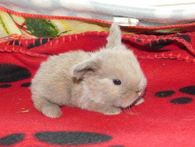 Baranki białe z ciemną obwódką wokół oczu