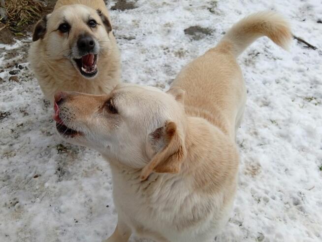 PILNE: Dwa wesołe psy pełne energii do Twojego ogrodu! Młode