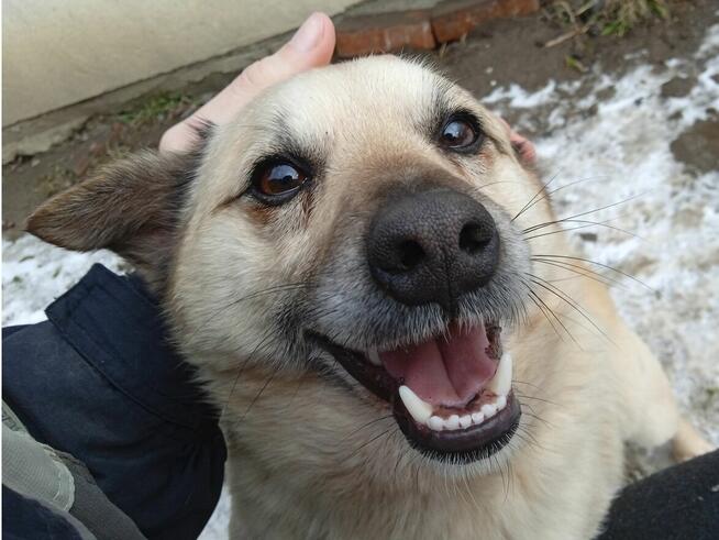 PILNE: Dwa wesołe psy pełne energii do Twojego ogrodu! Młode