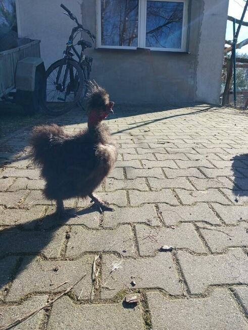 Sprzedam koguty rasy Silka