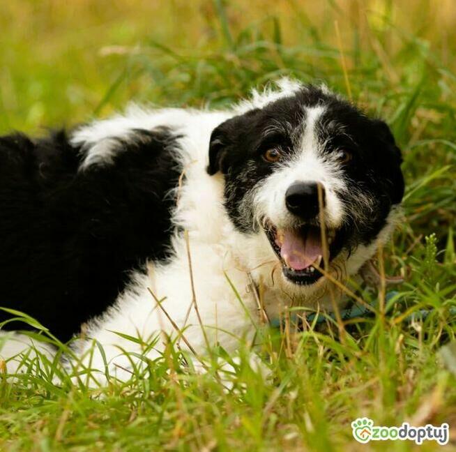 DONALD - piękny psiak w typie wyżła/wilczarza szuka domu