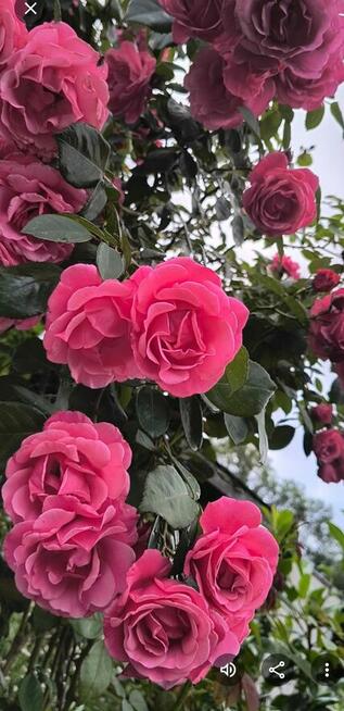 Sprzedam prawa do dzialki