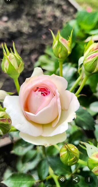 Sprzedam prawa do dzialki