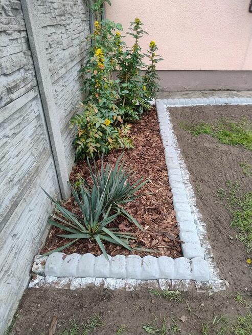 kora sosnowa, kamienie