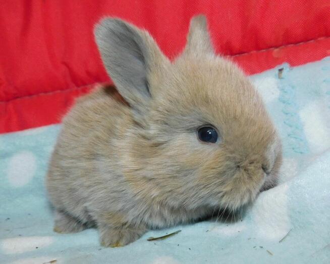 Baranki białe z ciemną obwódką wokół oczu