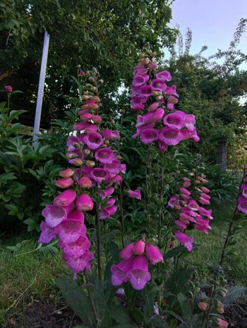 Sprzedam prawa do dzialki