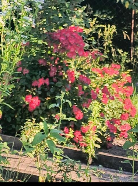 Sprzedam prawa do dzialki