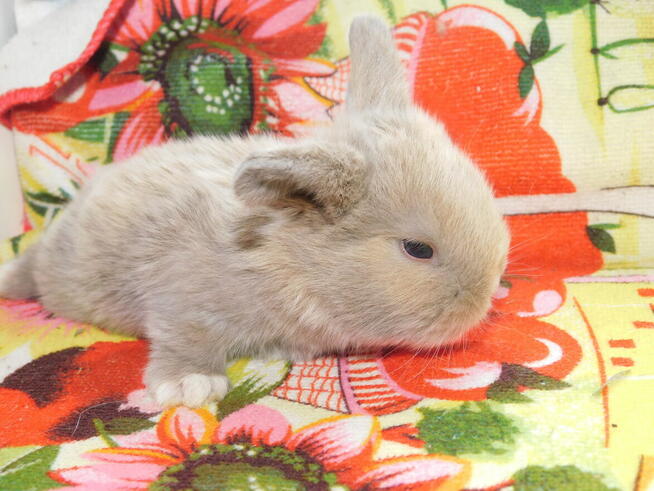 Baranki białe z ciemną obwódką wokół oczu