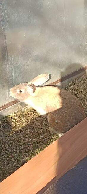 Króliki samce i samice 8 miesięcy