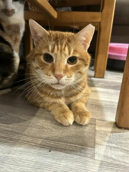 Kotek Cheddar grzecznosciowo -aktualne