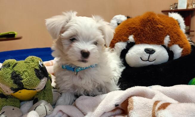 Maltańczyk, śliczny piesek