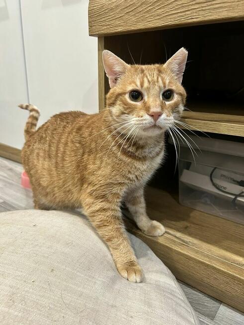 Kotek Cheddar grzecznosciowo -aktualne