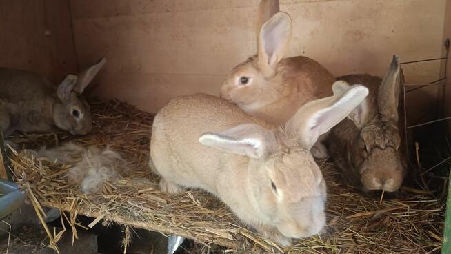 Króliki samce i samice 8 miesięcy
