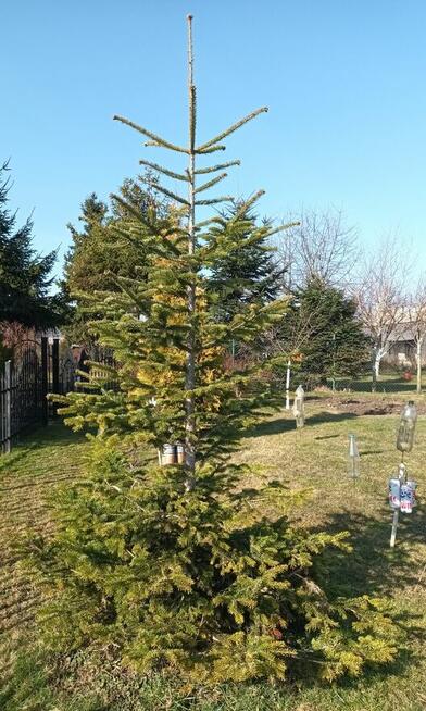 jodła kaukaska sprzedam