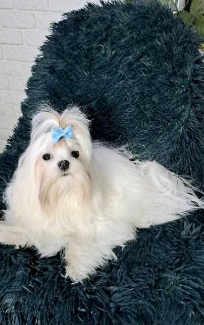 Maltańczyk, malutka sunia