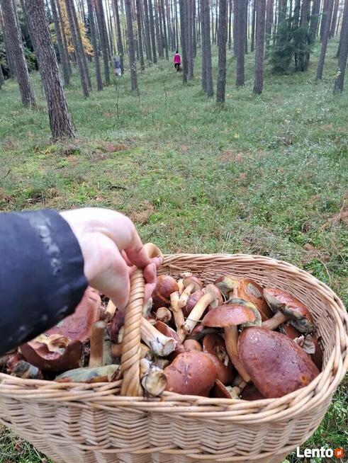 Dom blisko natury Oksa ul .Modrzewiowa