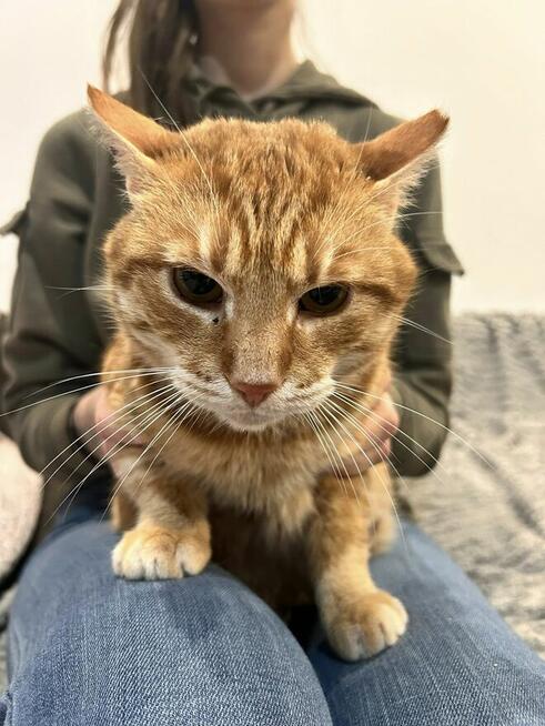 Kotek Cheddar grzecznosciowo -aktualne