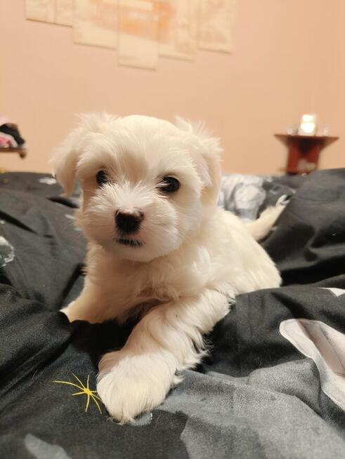 Maltańczyk, śliczny piesek