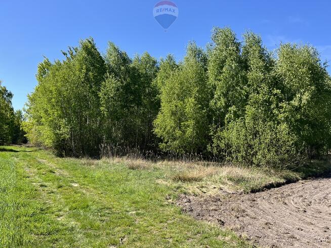 Działka rolna z samosiejkami