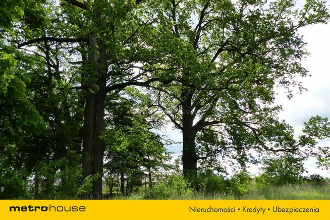 Działka blisko Pałacu - Dzietrzychowice k/Żagania