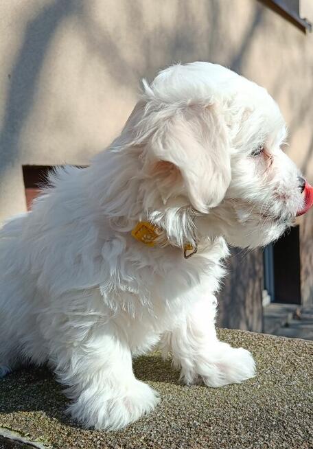 Maltańczyk, cudny chłopiec