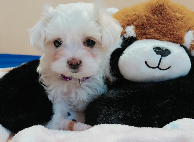 Maltańczyk, malutka sunia