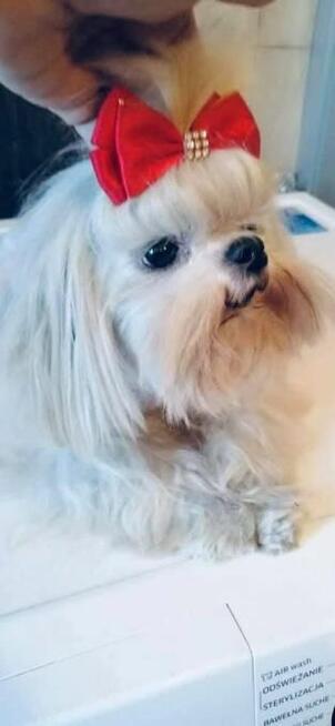 Maltańczyk, cudny chłopiec