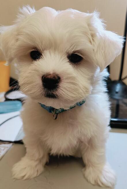 Maltańczyk, śliczny piesek