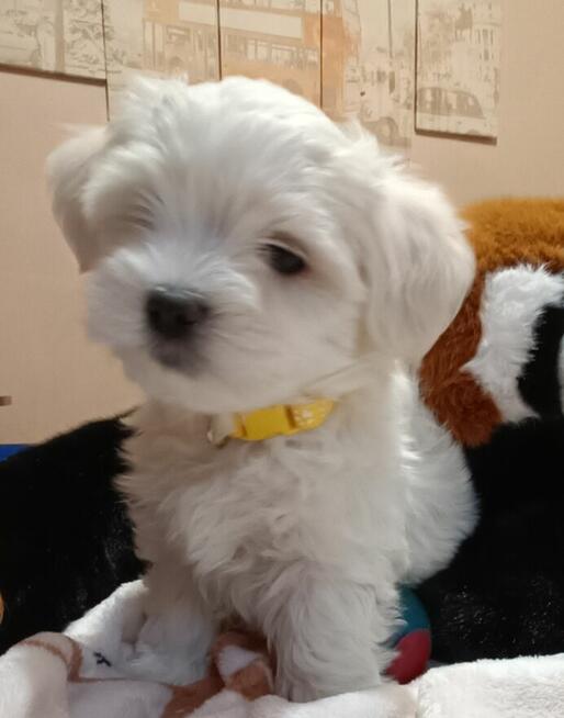 Maltańczyk, cudny chłopiec