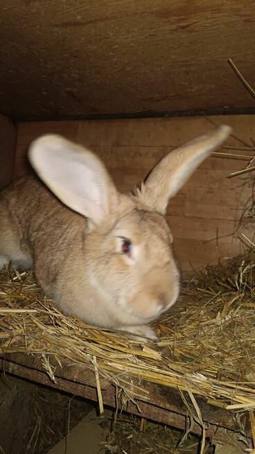 Króliki samce i samice 8 miesięcy