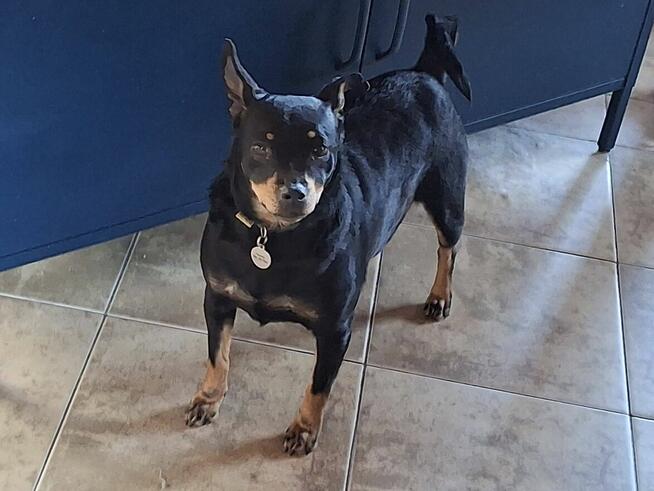 Mała ZUZIA czeka na dom