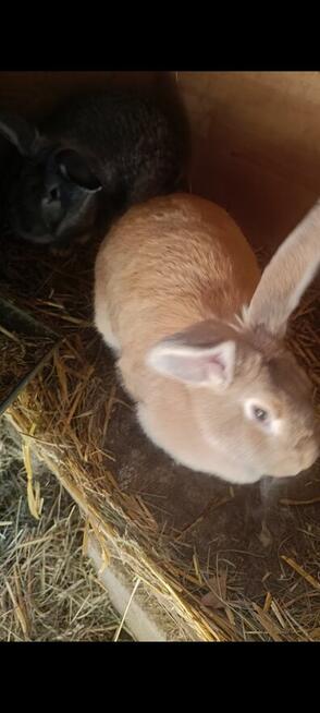 Króliki samce i samice 8 miesięcy