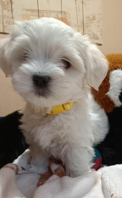 Maltańczyk, cudny chłopiec