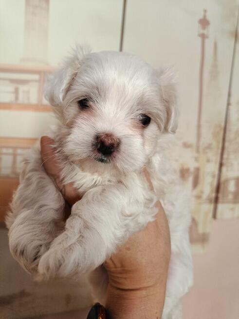 Maltańczyk, malutka sunia