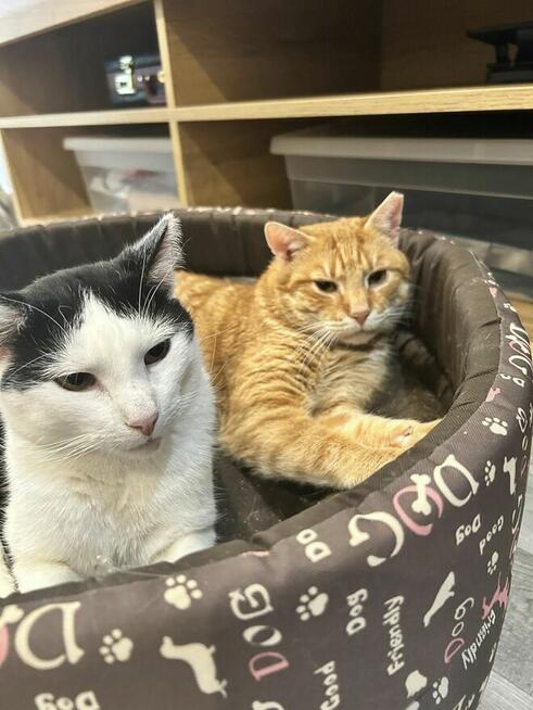 Kotek Cheddar grzecznosciowo -aktualne